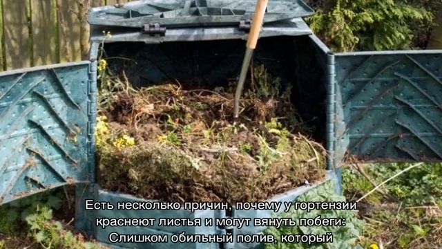 Почему у гортензии бледные листья — чем подкормить?