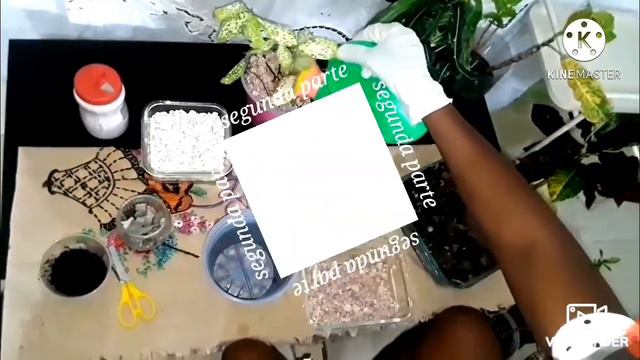 TRASPLANTE Y DECORACION DE MINI CROTONS смотреть онлайн