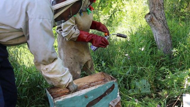 сжигание шершней смотреть онлайн