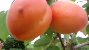 Абрикос Цунами - 12 июня (спелый)