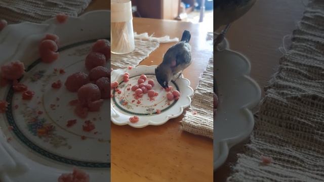 Подкидыш | Часть 3 |Завтрак воробья ? смотреть онлайн