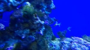 Коралловый риф. Очень красиво.