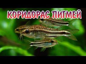 КОРИДОРАС ПИГМЕЙ. СОДЕРЖАНИЕ И РАЗВЕДЕНИЕ В АКВАРИУМЕ