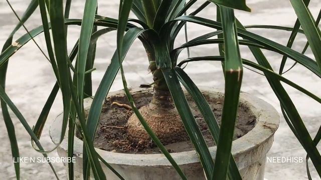 Gardening-How to take care of Ponytail Palm ||Nolina || Elephant Foot || Low Maintenance Palm ||Pal смотреть онлайн