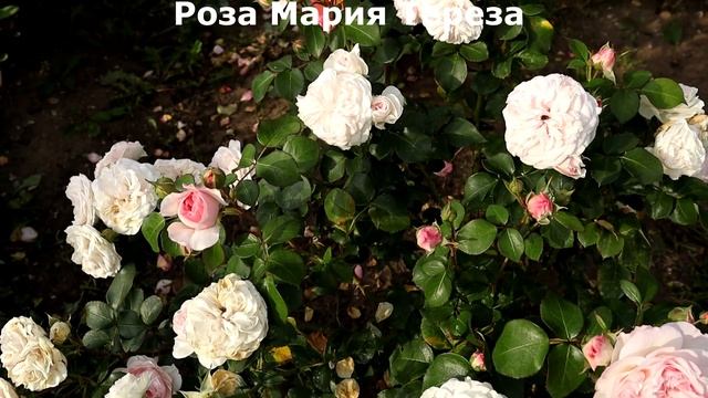 РОЗЫ от ТАНТАУ - утонченность, романтичность, красота и устойчивость к непогоде!