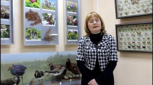 Лекция. Сосна пицундская