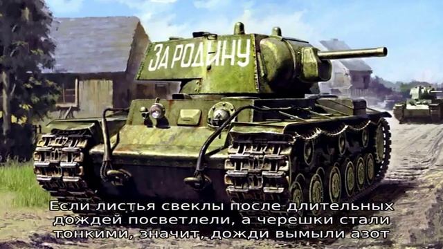 Чем подкормить свеклу, если она плохо растет?
