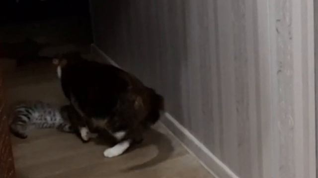 Хвостатая жизнь смотреть онлайн