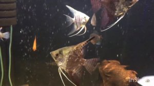 Запуск аквариума без химии/Aquarium Fish/Aquarium without adding chemicals