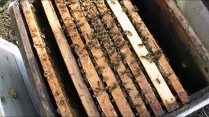 ошибки пчеловода  - стимулирование яйцекладки матки