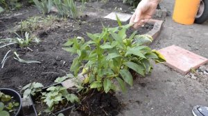 Как правильно разместить цветы на клумбе