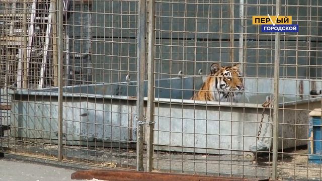 ВОДЫ СЛОНАМ смотреть онлайн