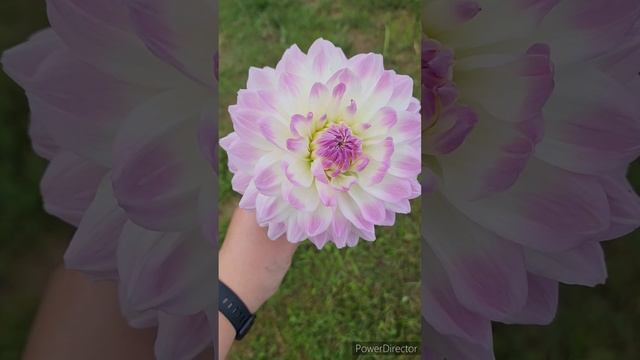 Георгина Ferncliff illusion