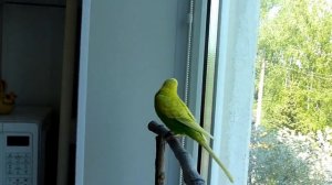 Утреннее пение попугая Тоши//Волнистый попугай//Птицы//Животные