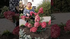 Гортензия "Ванила фрайз" -первый год посадки