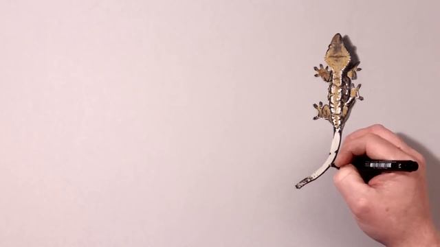 Fun Test: Which is real? Gecko drawing challenge! смотреть онлайн