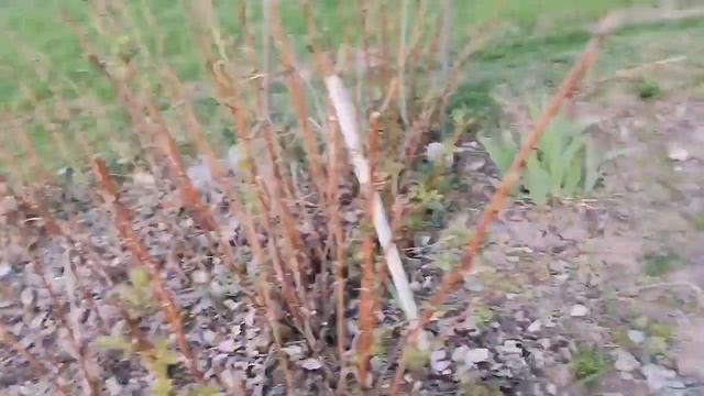 Съездила в Витебск //мои нарциссы //продвижение процессов смотреть онлайн