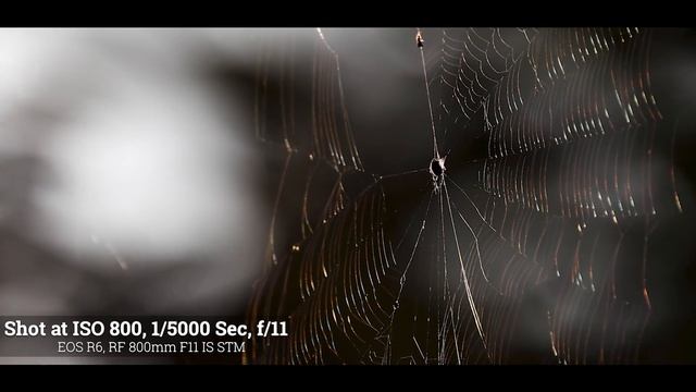 Canon EOS R6 - Field Test - Wildlife Photography Part 1 смотреть онлайн