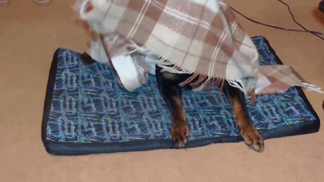 Ротвейлер Дюша под одеялом.Вот это хайп!🤗 смотреть онлайн