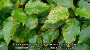 Гибискус болотный: посадка и уход в открытом грунте