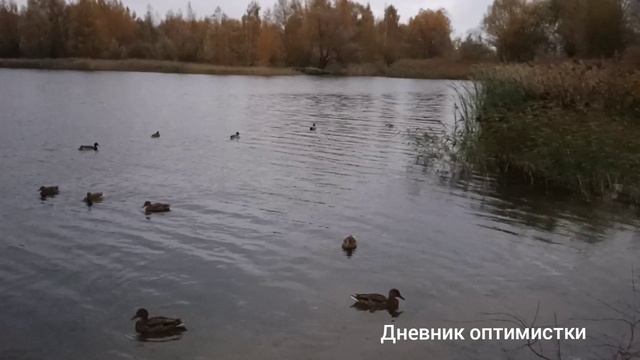 Купила светильник, покормила уток на озере, о чëм канал смотреть онлайн