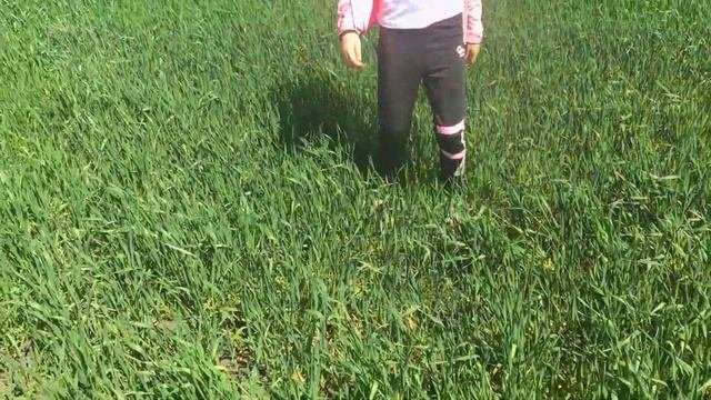 Повышаем урожайность пшеницы .Заехали посмотреть на ячмень и пшеницу после обработки.