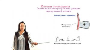 Класс гидроидные полипы