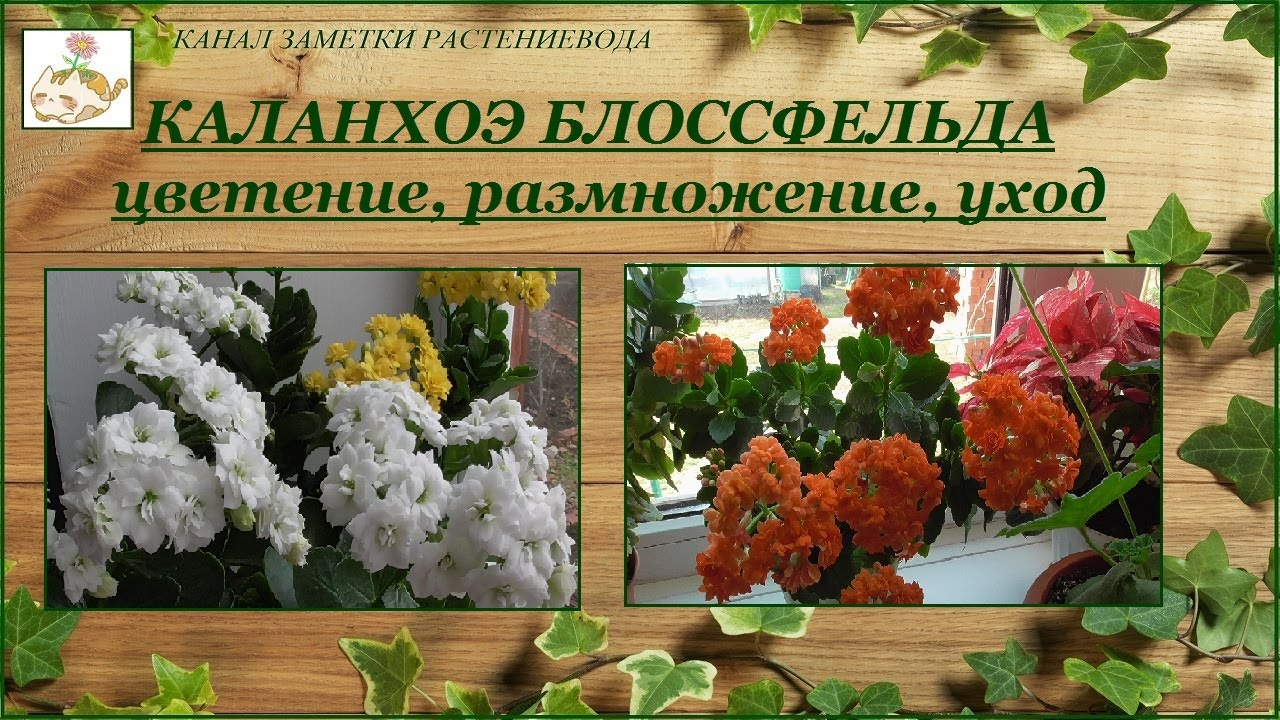 Каланхоэ Блоссфельда (Каландива, Розалина) - цветение, уход, размножение - моя коллекция