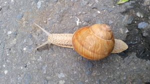 Как ползет улитка (Creeping snail)