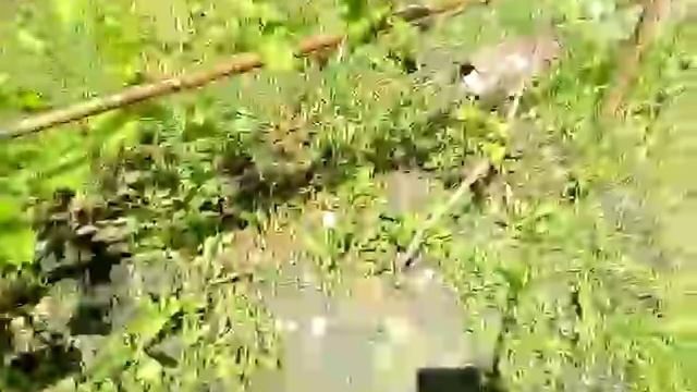 Виноградный клещ . Опрыскивание от зудня .