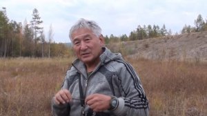 Сибирский женьшень. Сабельник