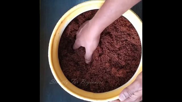 Peace Lily Indoor Plant | தமிழ் | Beginner Guide | Planting & Maintenance смотреть онлайн