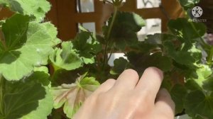 Первое цветение в этом году. Пеларгонии.