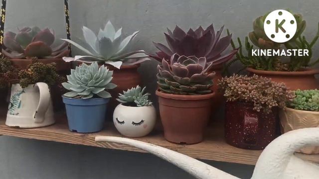 A belíssima Echeveria Lótus смотреть онлайн