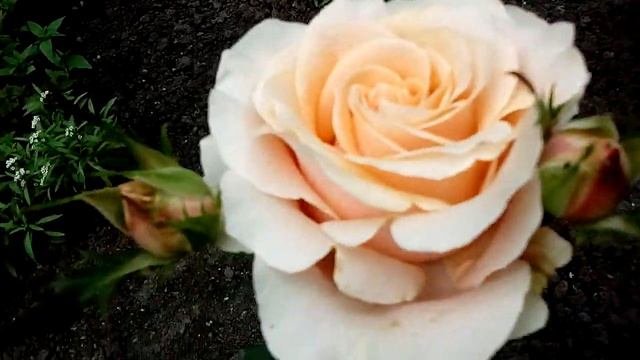 Роза Prima Donna (Lexannod)Примадонна - Lex Voorn Нидерланды, 2003  - 11июля 2021г.