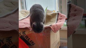 Наши четырёхлапые друзья