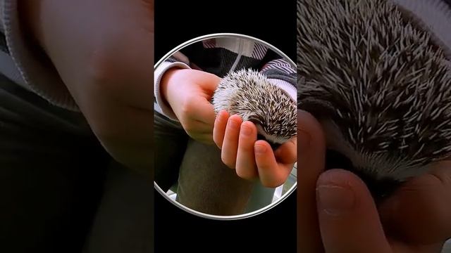 #Shorts Ежики. Смешные Милые Маленькие Ежата. Смешные Милые Животные. Шортс Видео Shorts Животные смотреть онлайн