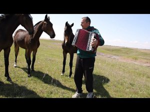 В поле с конём. Гармошка.