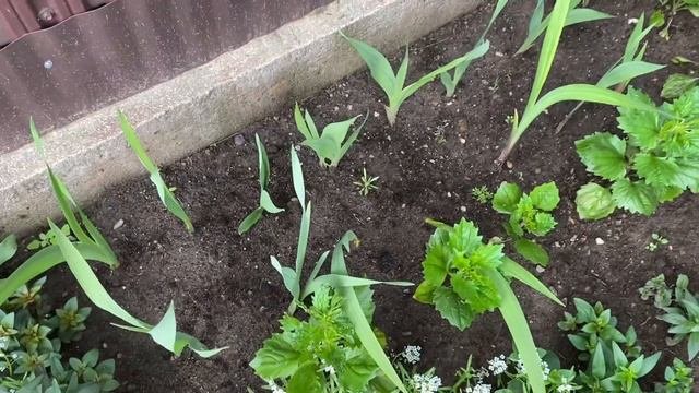 Образцовая дача. Дачи Ленинградской области. Дачный обзор.