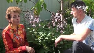 Многолетние садовые цветы Ясенец или неопалимая купина