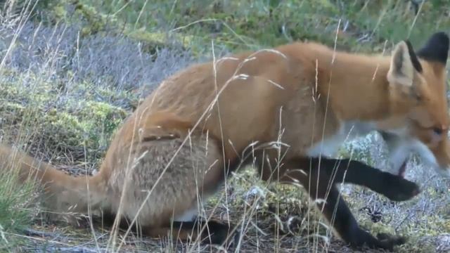 ТЕРЕМОК - ВЕСЕЛЫЙ СЦЕНАРИЙ СКАЗКИ ДЛЯ КОРПОРАТИВА смотреть онлайн
