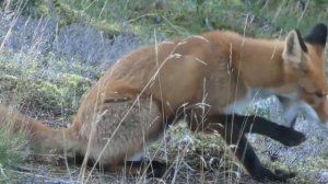 ТЕРЕМОК - ВЕСЕЛЫЙ СЦЕНАРИЙ СКАЗКИ ДЛЯ КОРПОРАТИВА