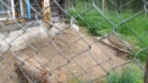 Куры с птицефабрики через месяц.  Расход-.доход. Уходим в минус