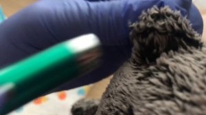 С Басиком у врача?