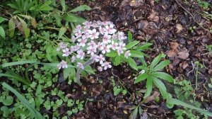 Darmera peltata 210522