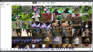 Learn How to Share Photos from the Organizer in Adobe Photoshop Elements 2023: A Training Tutorial