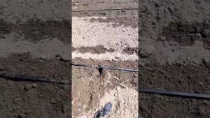 посадка плантации ежевики