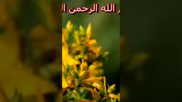 صوت جميل تلاوت القرآن الكريم Beautiful voice reciting the Holy Quran became a shock