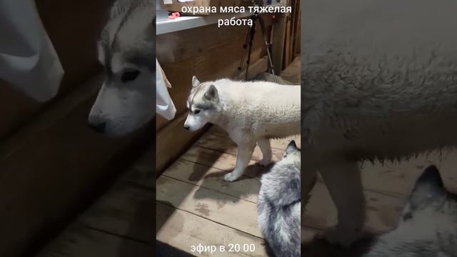 очень сложная работа вожака #хаски #husky #питомцы