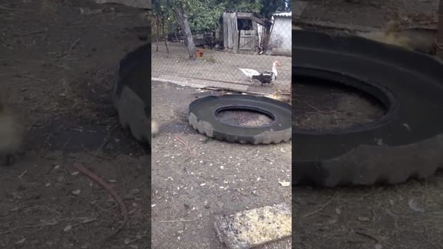 Утята нашли маму смотреть онлайн